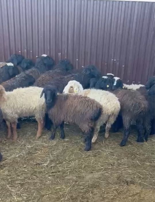 Продам сек токты оптом100бас