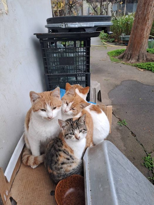 Подарявам котенца