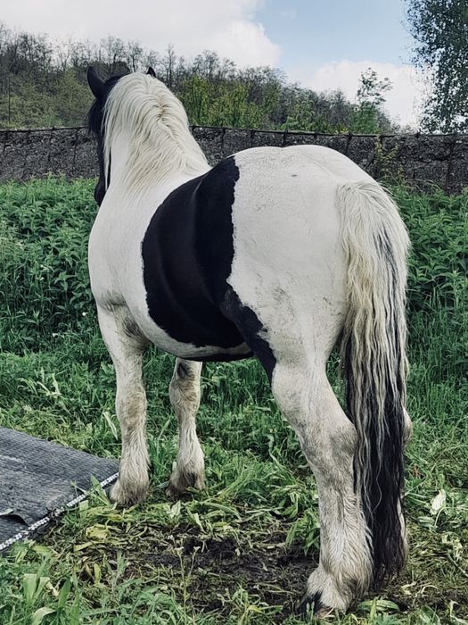 Armasar de monta sau vanzare