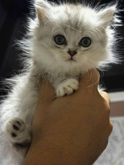 Zotdot mushuk sotiladi