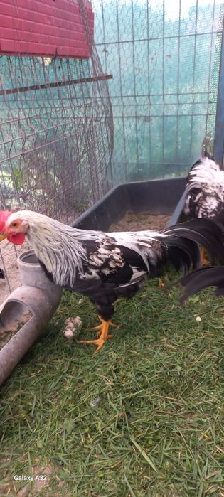 Cocosi italiana argintie