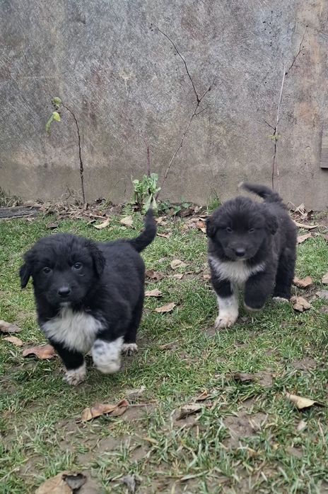 Catei metis pentru adoptie