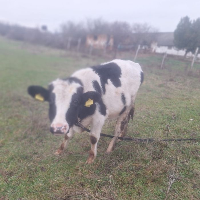 Vând vitel pentru Crăciun