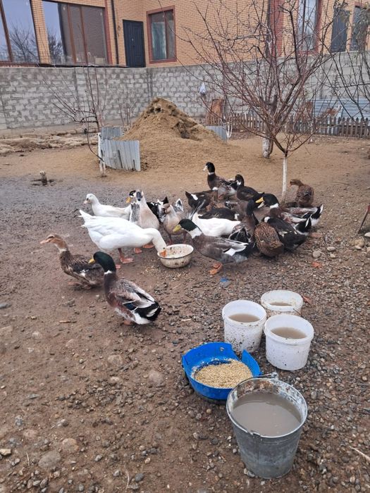 Продам уток 20 штук
