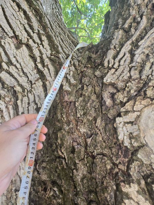 Vand lemn de nuc brut netaiat