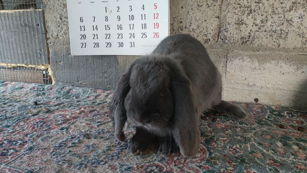 Berbec german rasă mare