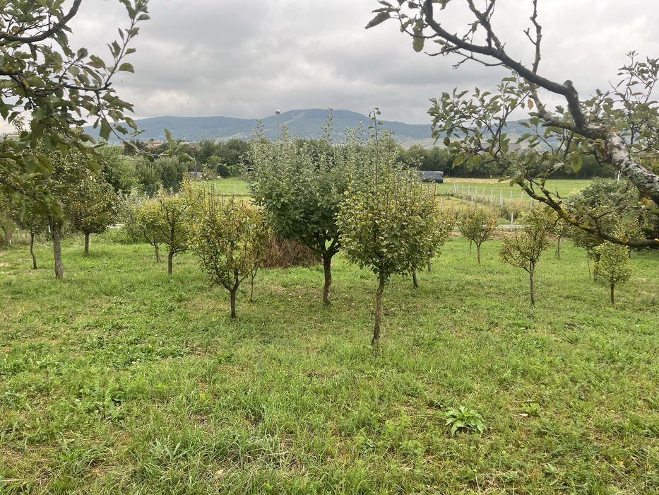 Teren Intravilan Unirea Bistrita