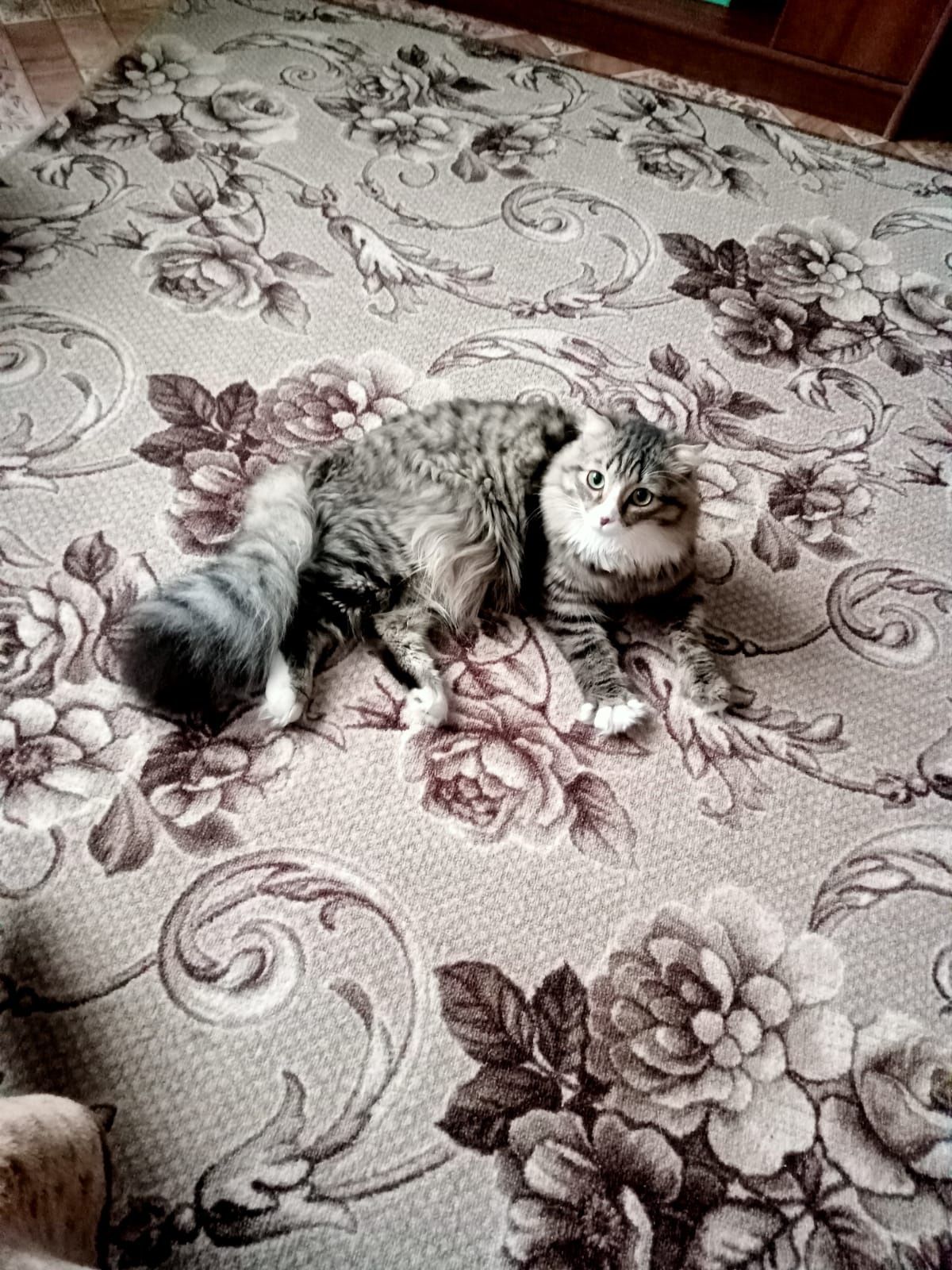 отдам кошку в хорошие руки