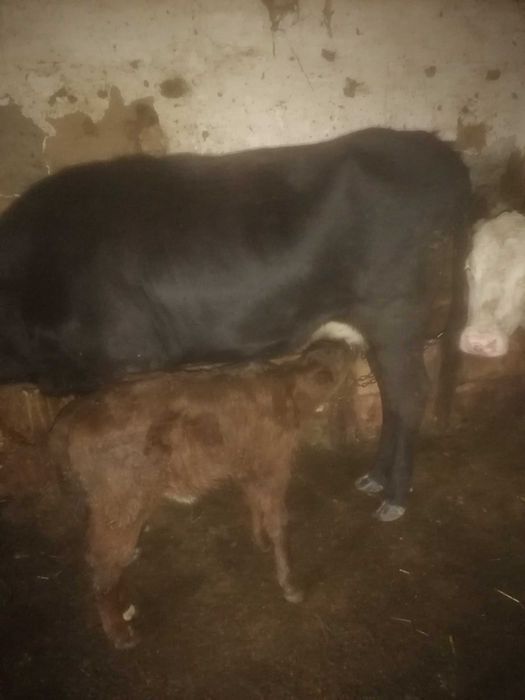 Продавам крава преснотелка с теле мъжко агне за разплод или курбан