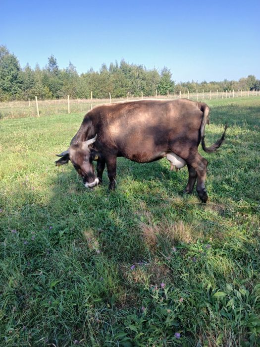 Vaca bruna , 8 ani f bună de lapte