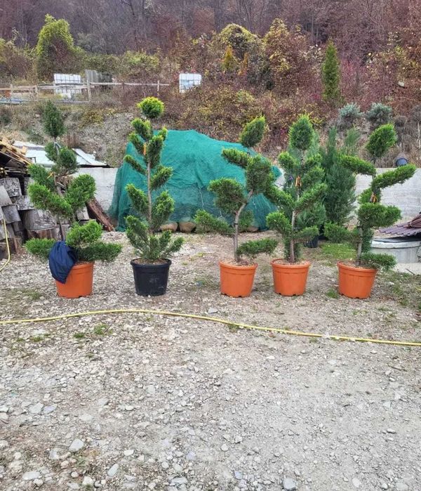 Plante ornamentale pentru grădini verzi și îngrijite