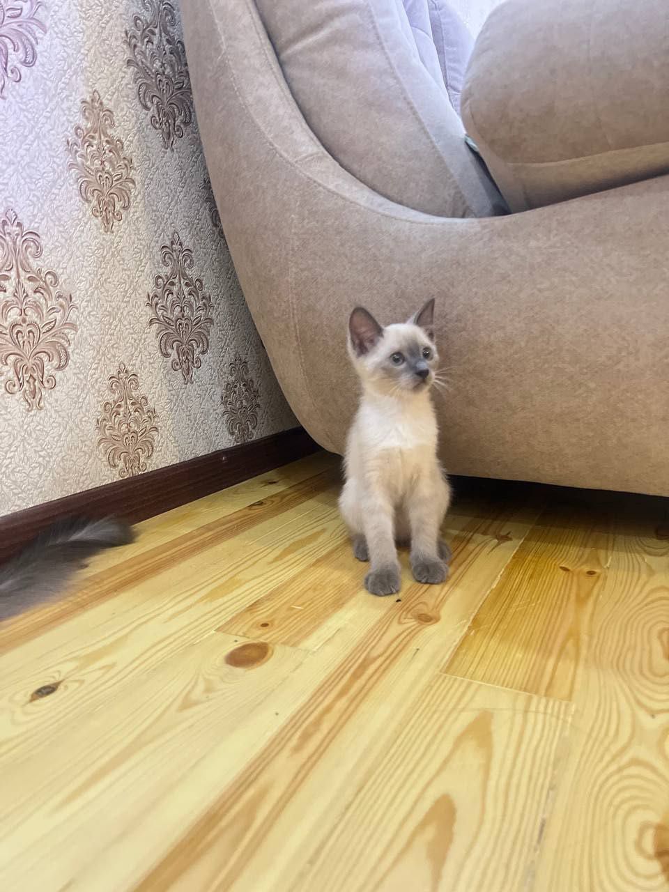 Продается котенок