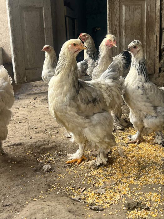 Brama jujalae bor 5 oyli srochna sotiladi