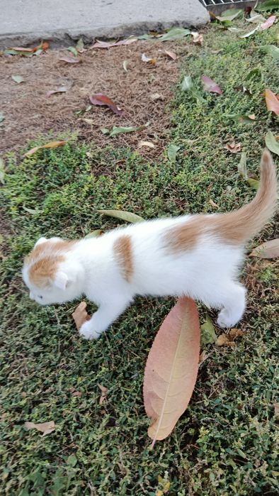 Котенок вислоухий