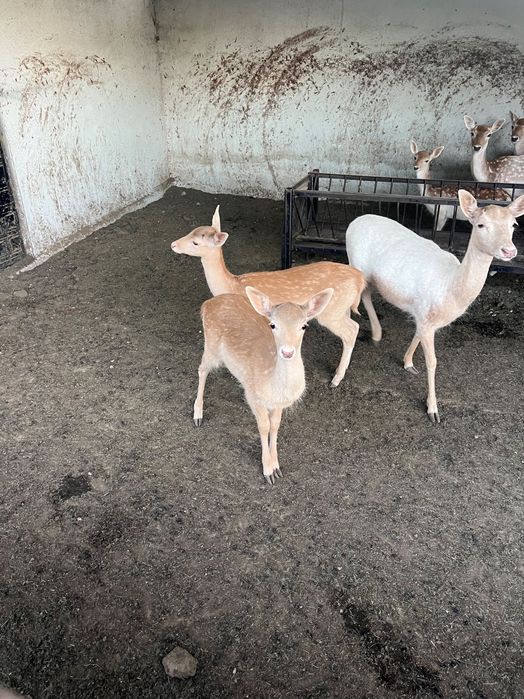 Продавам елени лопатари