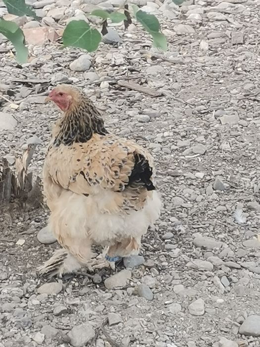 Schimb/Găini și cocoși brahma