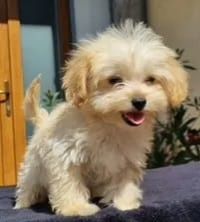 Maltipoo,apricot,băiețel