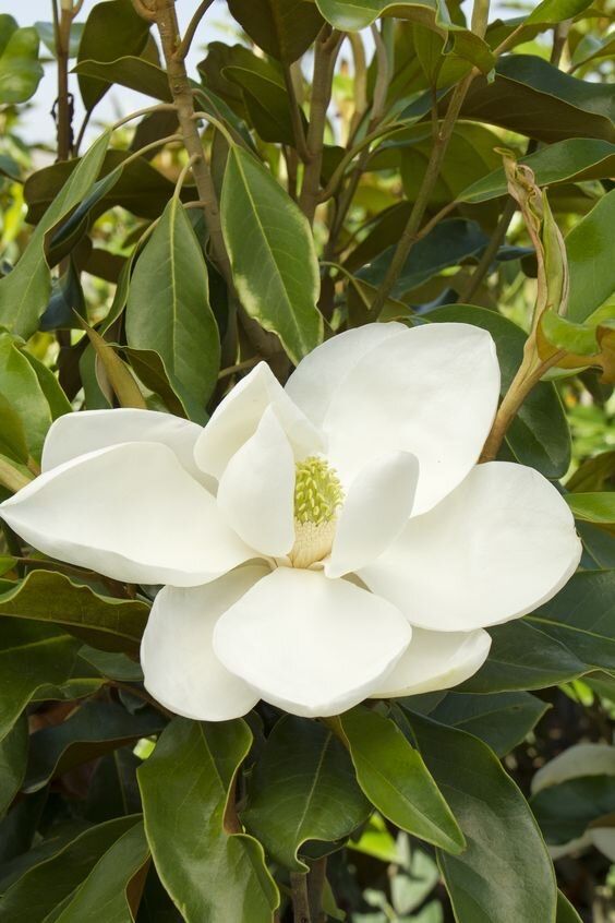 Магнолия грандифлора цветущая, Магнолия, Magnolia