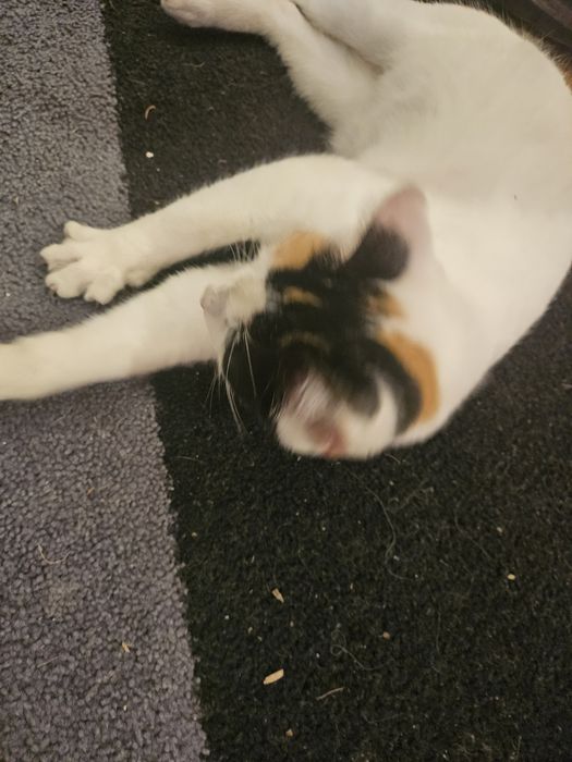 Pisicuta fetita, 6 luni, pentru adoptie Bucuresti-Ilfov