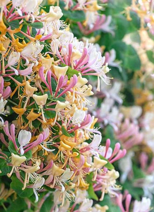 Lonicera japonica -caprifoi-gard viu   oferta 100 bucati