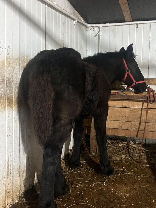 Mânze de vanzare pret bun!