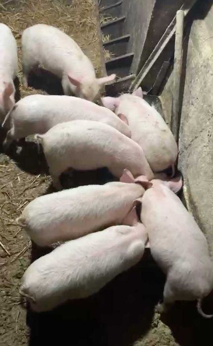 продавам прасенца