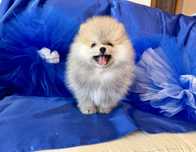 Băiețel pomeranian cu pedigree fci tip A