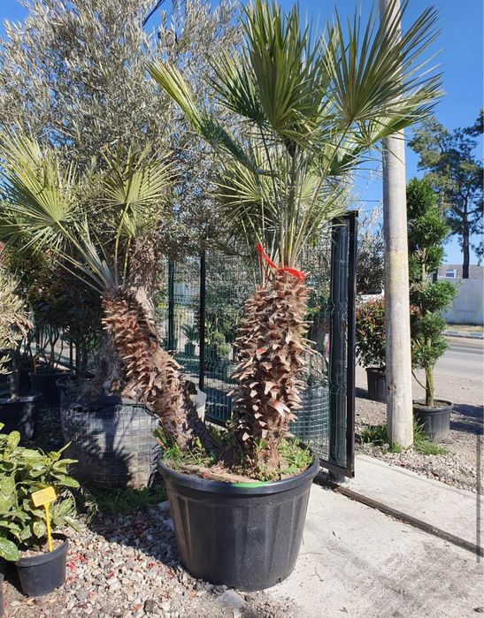 Plante ornamtale de diferite varietatii