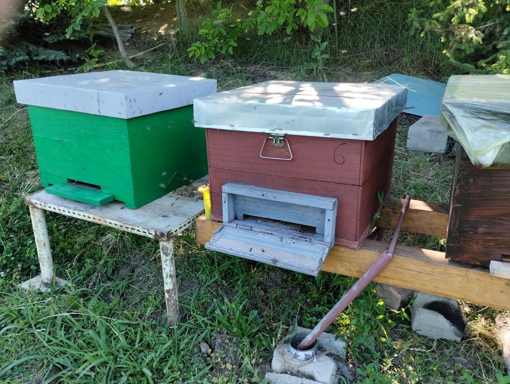 Vând roi și famili de albine
