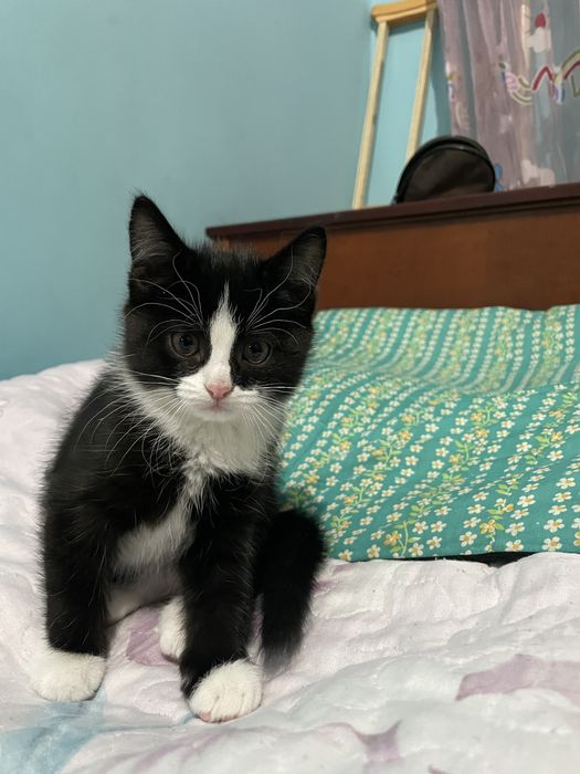 Ищу добрых хозяев для 2-месячных котят