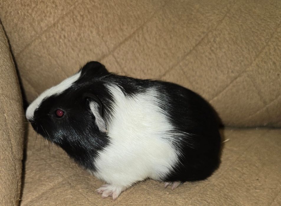 Porcusori de guineea