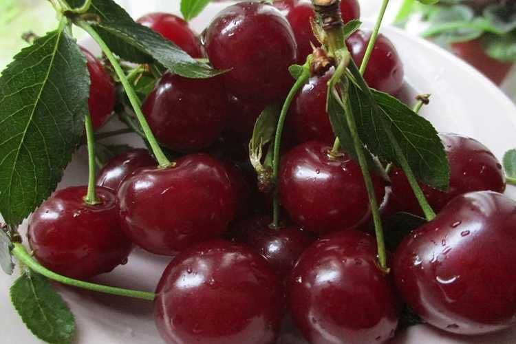 Шпанка олчаси - Вишня шпанка