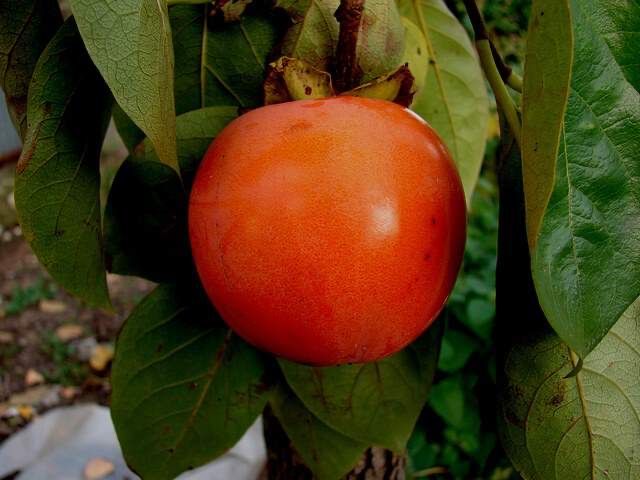 Oferta Kaki soiuri speciale