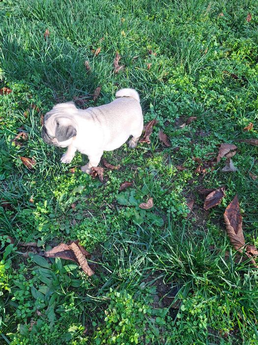 Мопс. Мопс. Мопс