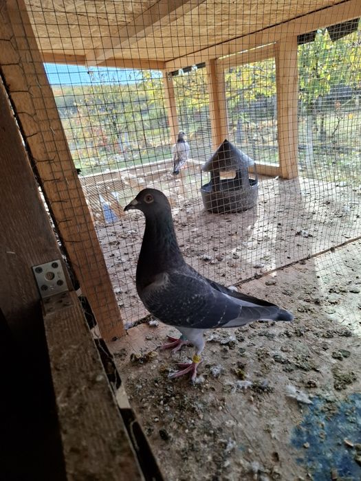 Voiajori pui 2025 si maturi