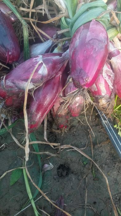 Vând sămânță ceapă rosie de apa