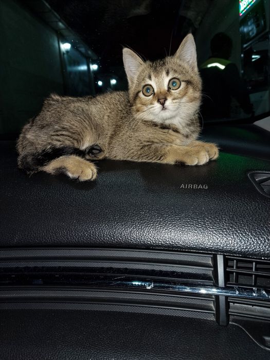 Сотилади мушук боласи