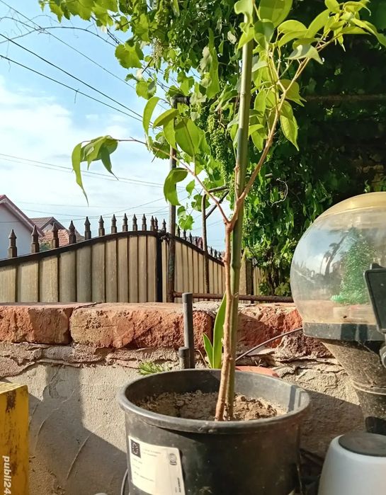 Vand planta ficus