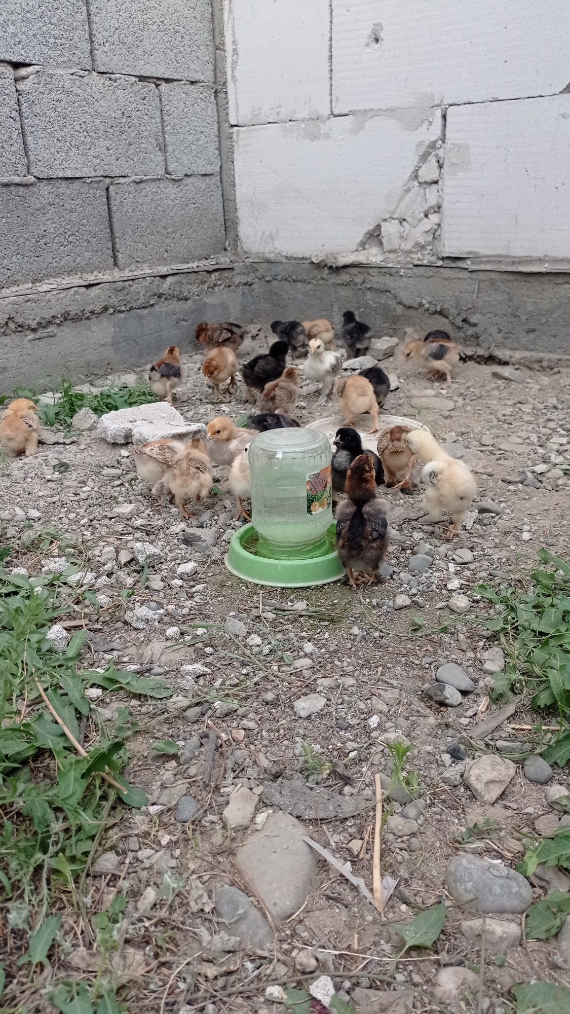 Цеплята разных пород