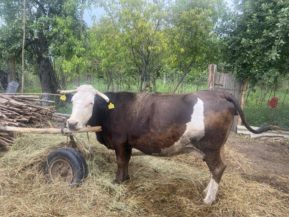 Vaca de vanzare.