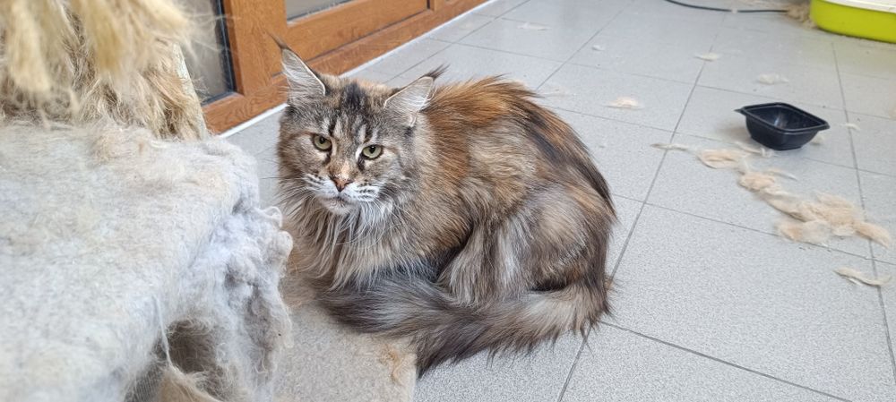 Кошка мейкун 1,5 года