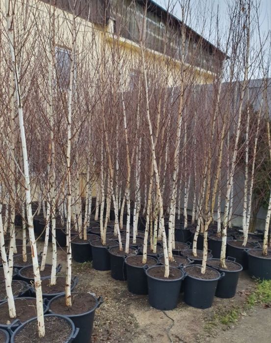 Mesteacan alb 3m - 7m catalpa glob oriunde in tara la pret minim