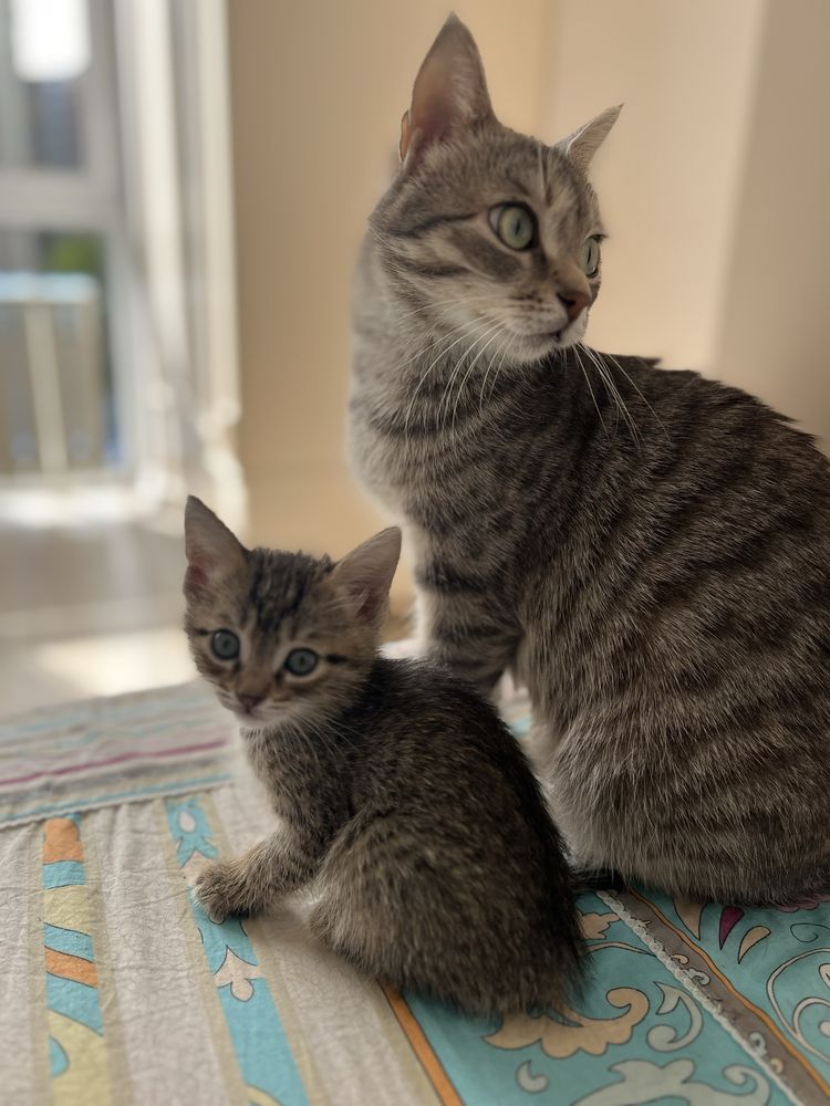 Котенок в добрые руки