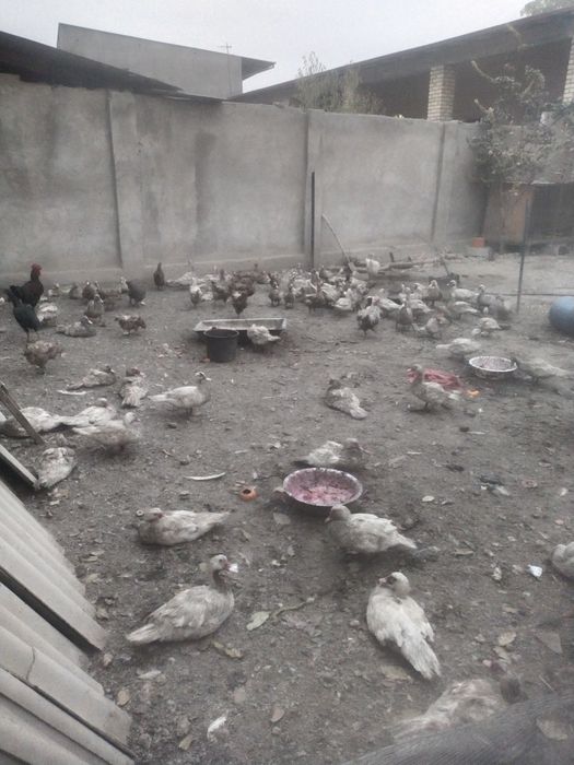 Продаю индоуток мускусной породы молодняк 5 месятцевмесятцев