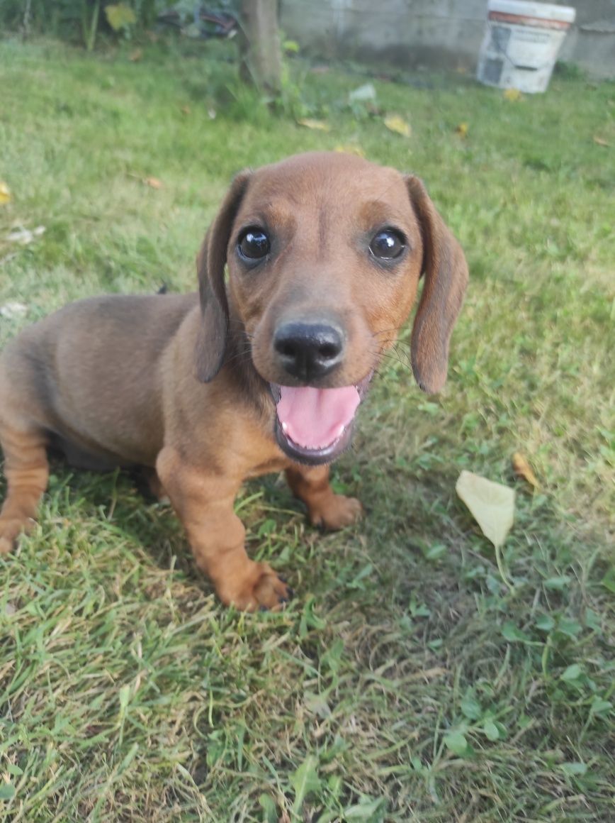 Vand catel Teckel Dachshund