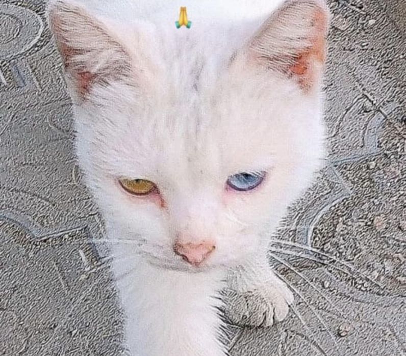 Турецкая ангора ищет дом