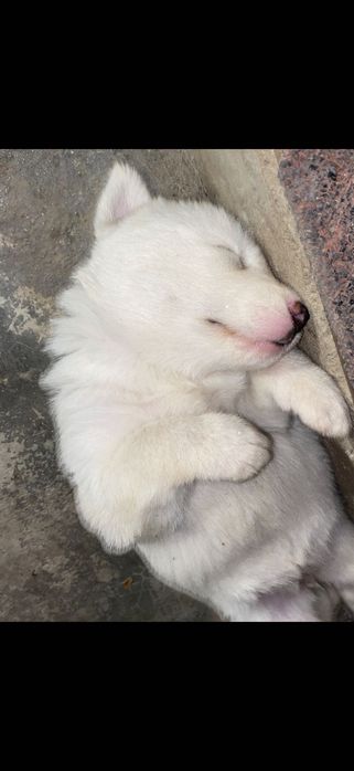 Husky siberian pui
