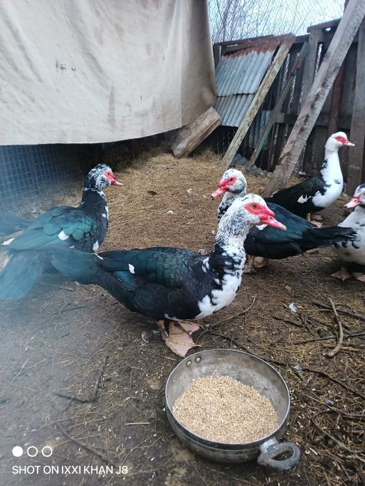 Продам или меняют селезней индоутки в количестве 3х штук