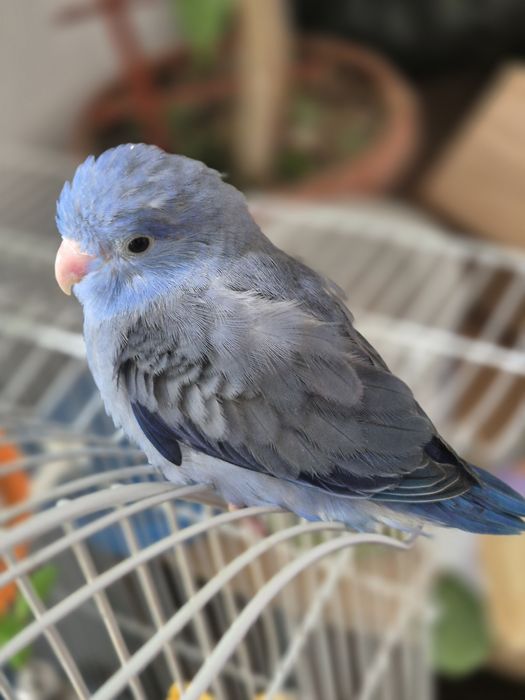 Păsări absolut încântătoare!!! Papagali FORPUS COELESTIS