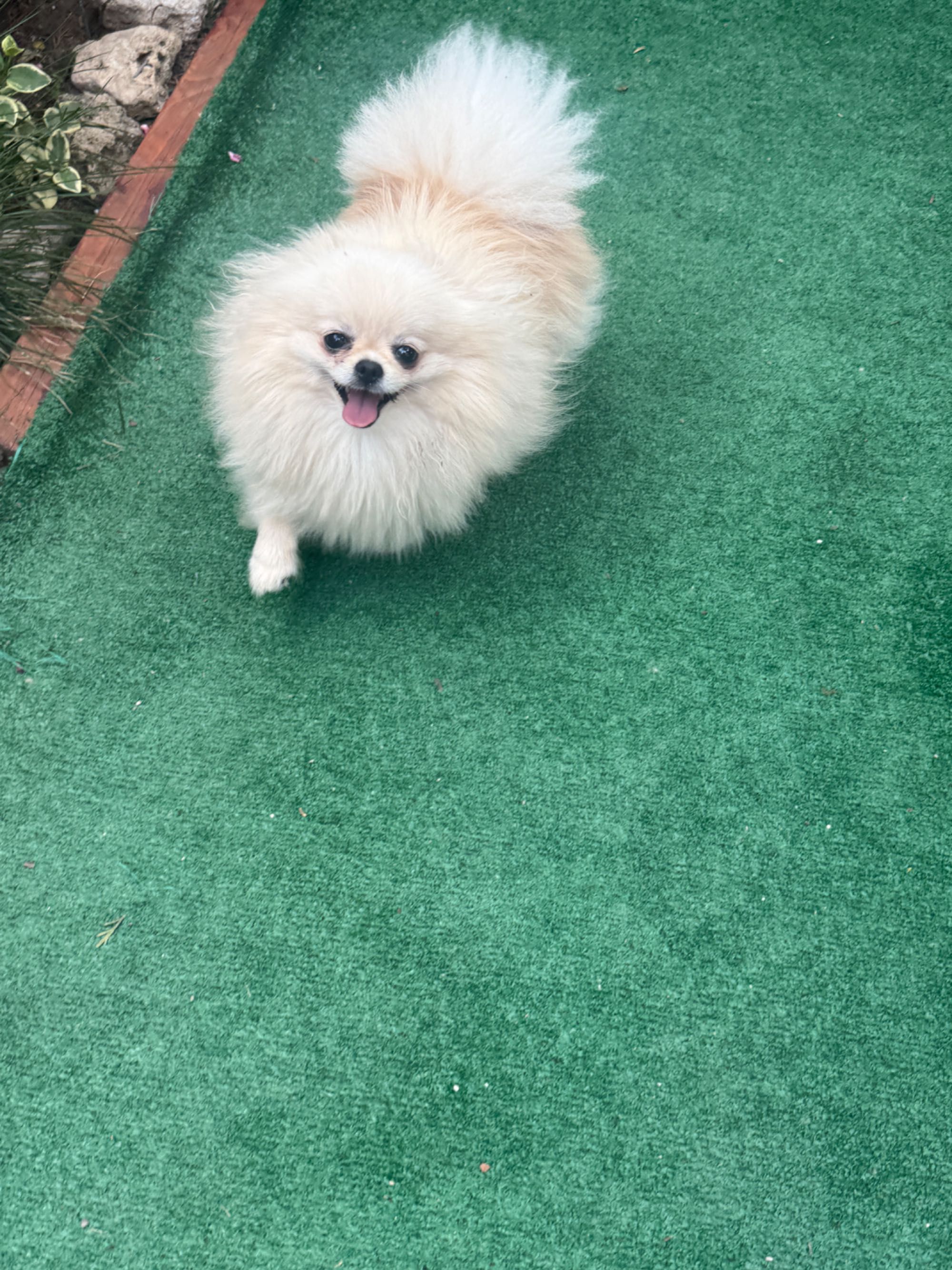 Померан /pomeranians